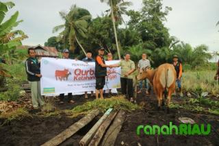 Qurban untuk Ketahanan Pangan, LAZISMU Pekanbaru salurkan Sapi Qurban ke Tanjung Pal Siak